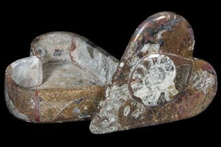 Fossil Goniatite Box (Heart) - Stoneware #123542
