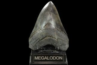 Serrated, Upper Megalodon Tooth - Beastly Tooth #127742