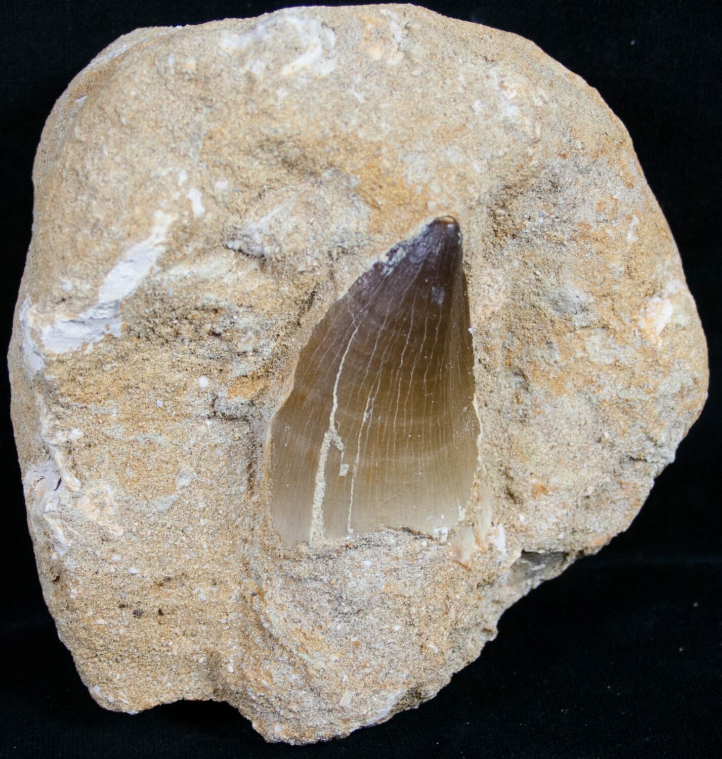 mosasaurus tooth for sale