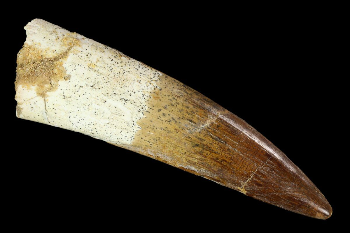 real spinosaurus tooth