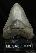 Inch Megalodon Tooth - Collector Quality #1528