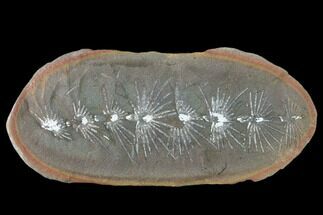 Fossil Horsetail (Asterophyllites) Nodule - Mazon Creek #134867