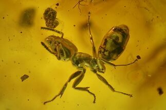 Two Fossil Ants (Formicidae) and a Wasp (Hymenoptera) in Baltic Amber #135023