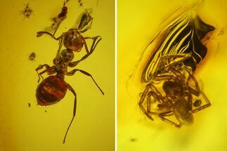 Fossil Ant (Formicidae) and Spider (Aranea) In Baltic Amber #135063