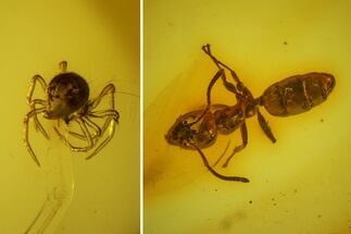 Detailed Fossil Flies, Ant and Spider in Baltic Amber #135065