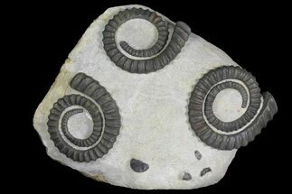 Plate of Three Devonian Ammonite (Anetoceras) Fossils - Morocco #136000