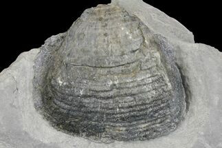 Fossil Brachiopod (Echinochonchus) - Indiana #137176
