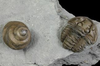 Flexicalymene Trilobite Fossil and Gastropod - Ohio #136965
