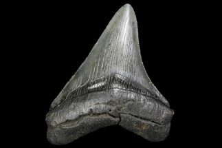Serrated, Fossil Megalodon Tooth - Nice Tooth #137324