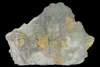 Pennsylvanian Fossil Brachiopod Plate - Kentucky #138901