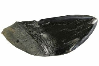 Giant, Fossil Megalodon Tooth Paper Weight #144392
