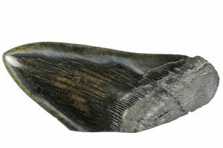 Polished, Fossil Megalodon Tooth Paper Weight #144400