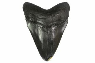 Fossil Megalodon Tooth - Pyrite Inlaid Tip #144366