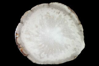Polished Petrified Palmwood (Palmoxylon) Round #144684
