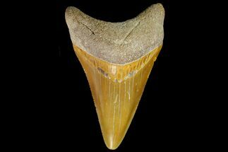 Fossil Megalodon Tooth - Bone Valley, Florida #145113