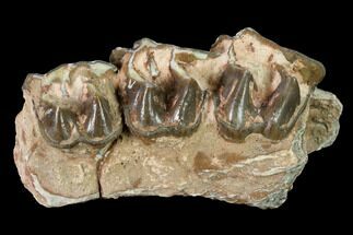 Fossil Running Rhino (Hyracodon) Maxilla Section - South Dakota #146341