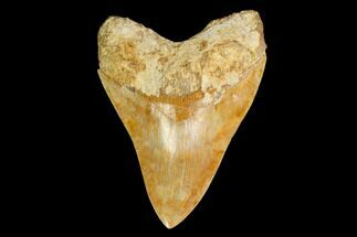 Serrated, Fossil Megalodon Tooth - Inch Indonesian Tooth! #148969