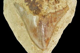 Serrated, Fossil Megalodon Tooth Still In Limestone - Indonesia #148973