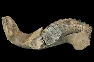 Southern Mammoth Partial Mandible with M Molar - Hungary #149835