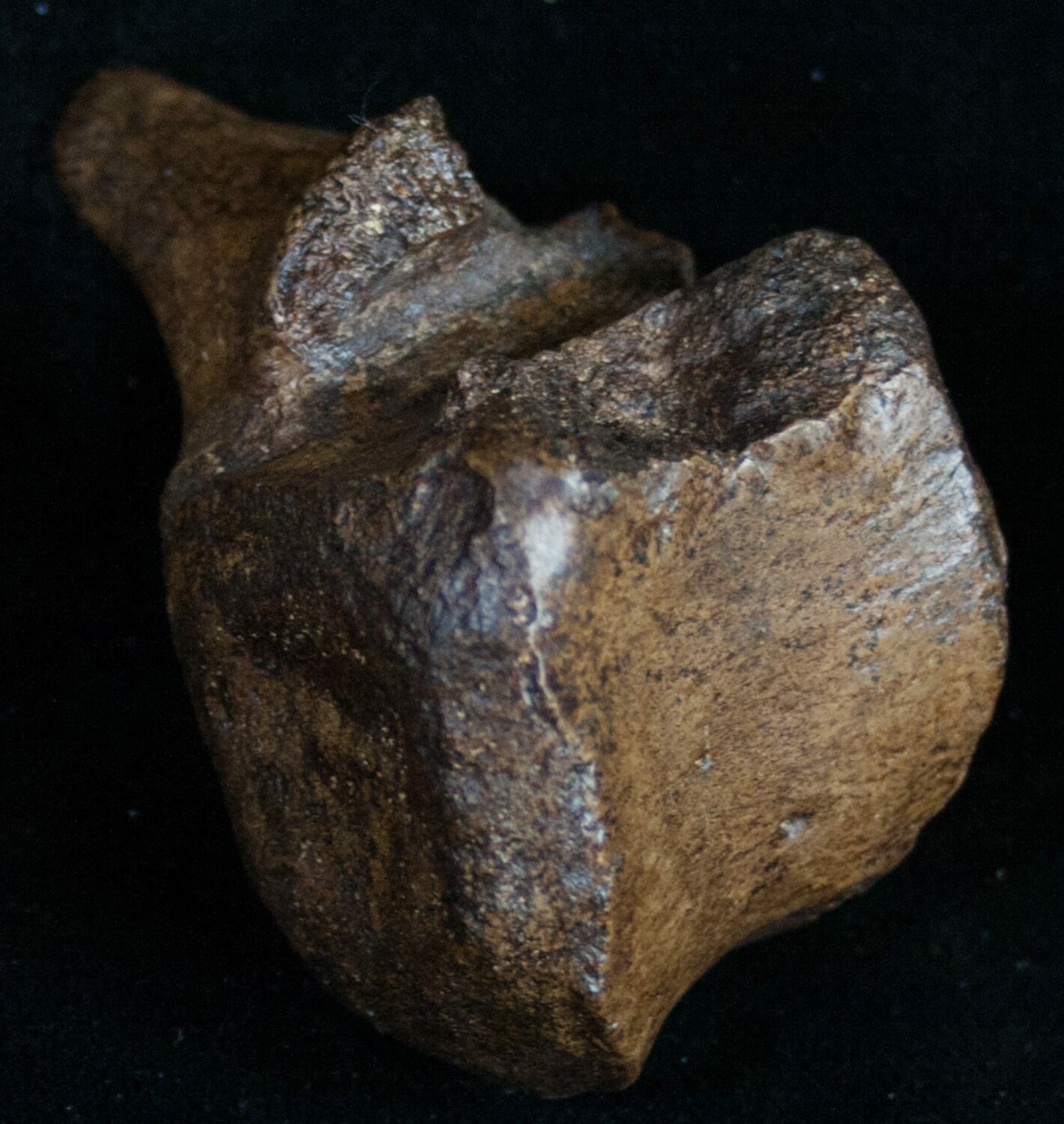 hadrosaur vertebrae