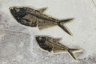 Two, Detailed Fossil Fish (Diplomystus) - Wyoming #151605