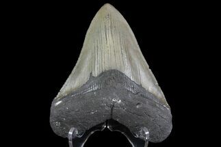 Serrated, Fossil Megalodon Tooth - Hastings, Florida #151818
