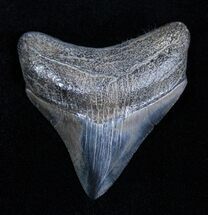 Beautiful And Glossy Inch Megalodon Tooth #1671