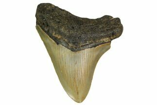Megalodon Tooth - North Carolina #152934