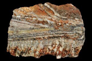 North Pole Dome Stromatolite Section - Billion Years #154979