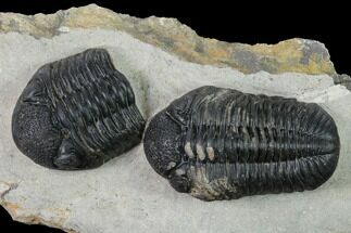 Pedinopariops Trilobite With Partial - Mrakib, Morocco #155380