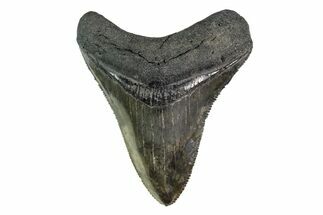 Sharply Serrated, Fossil Megalodon Tooth #155336