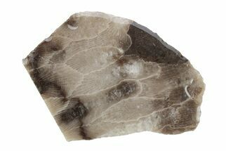 Polished Petoskey Stone (Fossil Coral) Refrigerator Magnets #156575