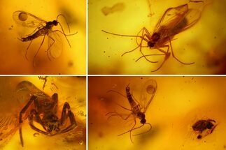 Two Fossil Flies, a Spider and a Mite in Baltic Amber #159763