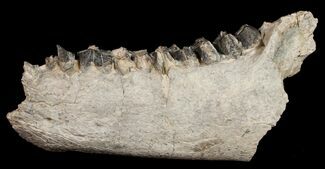 Long Oreodont (Merycoidodon) Jaw Section - South Dakota #10691