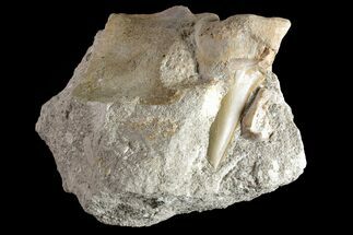 Partial Otodus Shark Tooth Fossil in Rock - Eocene #161119