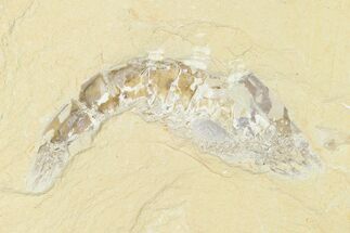 XL, Cretaceous Fossil Shrimp - Lebanon #162802