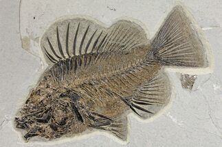 Fossil Fish (Priscacara) From Wyoming - Exceptional Specimen #163427