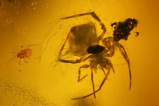 Fossil Beetle, Mite and Spider in Baltic Amber #170036