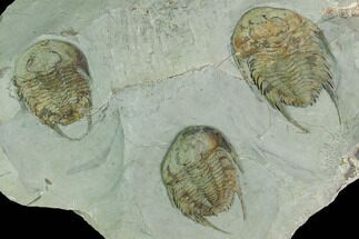 Three Lower Cambrian Trilobites (Neltneria) - Issafen, Morocco #170636