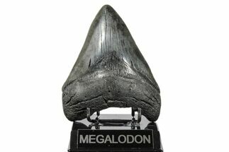 Large, Fossil Megalodon Tooth - South Carolina #172274