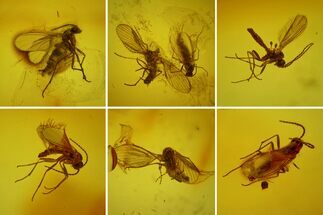 Seven Fossil Flies (Diptera) In Baltic Amber #173636