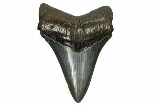 Serrated, Fossil Megalodon Tooth - Beautiful Preservation #173898