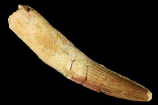 Real Spinosaurus Tooth - Original Root #175303
