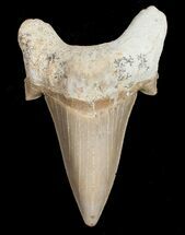 High Quality Otodus Shark Tooth Fossil #11545