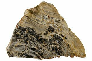 Polished Linella Avis Stromatolite Slab - Million Years #180012