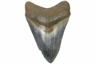 Fossil Megalodon Tooth - Gorgeous, Glossy Enamel #180981