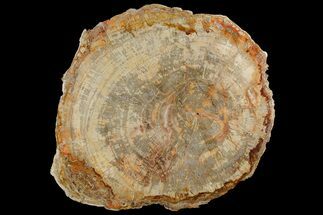 Colorful, Petrified Wood (Araucaria) Round - Madagascar #182917