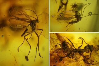 Fossil Ant, Two Flies and a Mite in Baltic Amber #183642