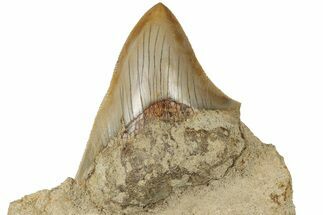 Serrated Megalodon Tooth In Rock - Indonesia #186629