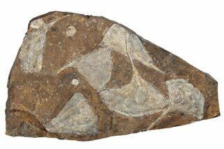 Six Fossil Ginkgo Leaves From North Dakota - Paleocene #188732
